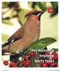  ??  ?? This waxwing enjoys a berry feast