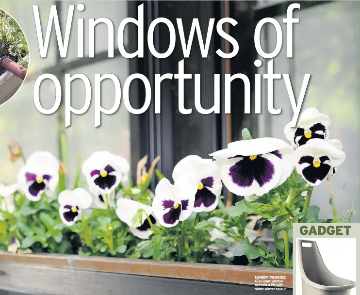  ??  ?? HANDY PANSIES Give your window outlook a lift with some winter colour