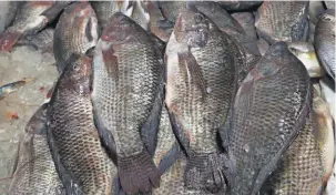  ??  ?? Demanda. La tilapia es uno de los alimentos que más se consumen en el país.