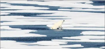  ?? DAVID GOLDMAN — THE ASSOCIATED PRESS ?? A polar bear steps out of a pool while walking on the ice in the Franklin Strait in the Canadian Arctic Archipelag­o in 2017.