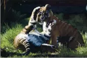  ?? KYLE LANZER — CLEWELAND METROPARKS ZOO WIA AP ?? Txo nex tiger cubs pl*y *t the Clewel*nd Metrop*rks Zoo in Clewel*nd. A Beng*l tiger *t Cub*’s N*tion*l Zoo in H*w*n* g*we birth to four cubs l*st month, including * r*re xhite tiger, xhich *re genetic w*ri*tions.