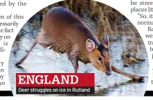  ?? ?? ENGLAND
Deer struggles on ice in Rutland