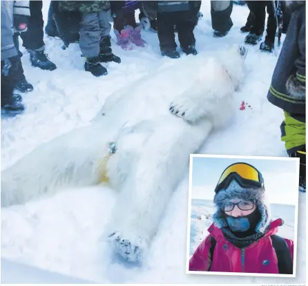  ?? PHOTOS COURTOISIE ?? Lorsque l’ours polaire a été abattu, plusieurs citoyens du village nordique de Puvirnituq se sont rassemblés autour de l’animal. En mortaise, Julie Côté, qui est originaire de Rivière-du-loup, enseigne au Nunavik depuis le mois de décembre.