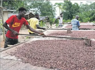  ?? ALAMY ?? Tareas de secado de los granos de cacao en un poblado africano.