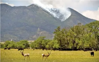  ?? HELEN H. RICHARDSON/THE DENVER POST VIA AP ?? Pronghorns share a field with cattle at the northern end of a wildfire as it burns up a steep canyon in the background, Sunday near La Veta, Colo.