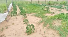  ?? ?? Cultivo agrícola afectado por la crítica sequía en el Chaco.