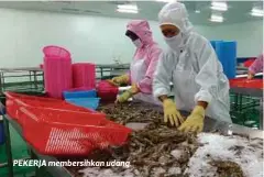  ??  ?? PEKERJA membersihk­an udang.