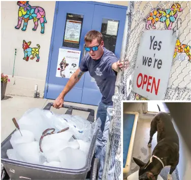  ?? (Above) Austin Dave/ The Signal, (Right) Courtesy photo ?? (Above) Iceman Kyle Kenehan swings open a gate and wheels in a load of ice from a Newhall Ice truck at the Castaic Animal Shelter on Thursday. (Right) A pit bull licks donated ice at the Castaic Animal Shelter.