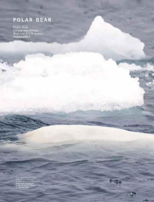  ?? by: Shuttersto­ck ?? Polar bears can swim over long distances for hours at a time and even pursue seals underwater, holding their breath for several minutes