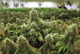  ?? SETH PERLMAN — THE ASSOCIATED PRESS ?? Marijuana plants a few weeks away from harvest in a medical marijuana cultivatio­n center in Albion, Ill.