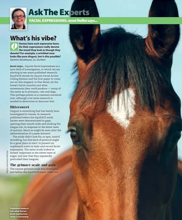  ??  ?? Published research into what horses’ facial expression­s mean is increasing