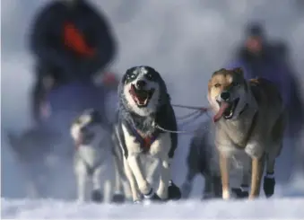  ?? TNSPHOTOS ?? LEADERS OF THE PACK: Sled dogs race across the frozen landscape on their way to Fairbanks, Alaska.