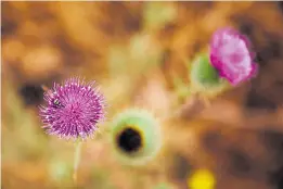  ?? RANDY VAZQUEZ/STAFF ARCHIVES ?? The vivid hues of a thistle attract pollinator­s at Wilder Ranch State Park.