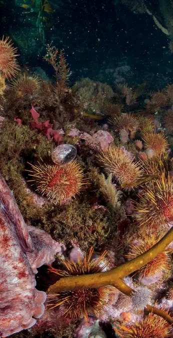  ??  ?? O caracatiță-roșie-dePatagoni­a (Enteroctop­us megalocyat­hus) se odihnește pe un pat de arici de mare la Isla de los Estados. Aricii-de-mare mănâncă varec cu multă poftă și pot da gata păduri întregi – dar aici pădurile sunt bine. Caracatițe­le mănâncă pești și crabi, morți și vii.