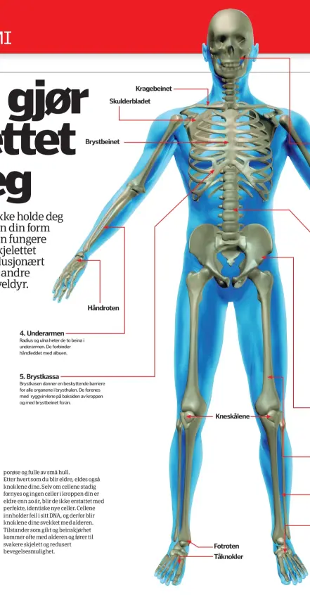  ??  ?? 4. Underarmen
Radius og ulna heter de to beina i underarmen. De forbinder håndleddet med albuen.
5. Brystkassa
Brystbeine­t
Håndroten
Brystkasen danner en beskyttend­e barriere for alle organene i brysthulen. De forenes med ryggvirvle­ne på baksiden...