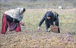 ?? HT FILE ?? Kashmiri women picking saffron flowers from a field in Pampore, 25 km south of Srinagar. Pampore is known for its high quality saffron production.