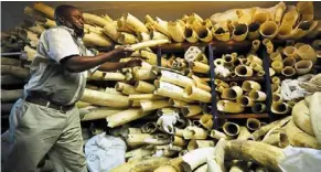  ?? — ap ?? Still illegal: a Zimbabwe national Parks official inspecting ivory stockpiles in Harare. delegates at the united nations wildlife conference rejected a proposal to reopen the ivory trade.