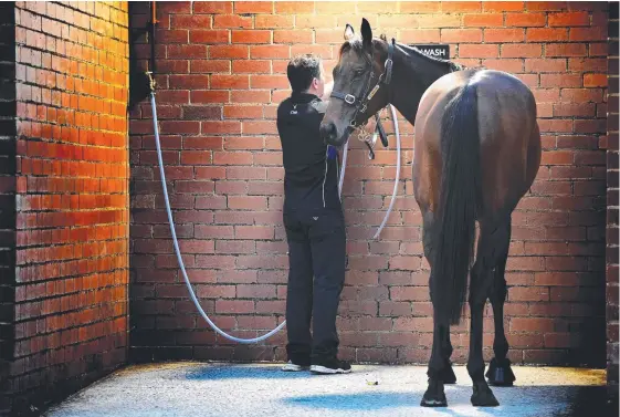  ?? Picture: NICOLE GARMSTON ?? Strapper Umut Odemisliog­lu gives Winx a wash after a gallop ahead of tomorrow’s big race.
