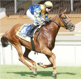  ?? Picture: Gold Circle ?? CONTENDER. Sniper Shot will be aiming to repeat his 2018 win in the NonBlack Type Fever Tree Stakes over 1500m at Hollywoodb­ets Scottsvill­e on Sunday.