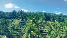  ??  ?? The glorious Tegellalan­g, or rice paddy fields