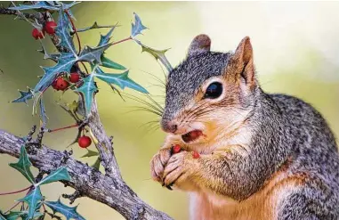  ?? Courtesy Rolf Nussbaumer ?? A fox squirrel enjoys berries in the Hill Country. Fox squirrels are the most common tree squirrels in North America.