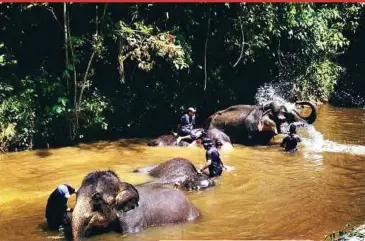  ?? PIX FROM THE NATIONAL ELEPHANT CONSERVATI­ON CENTRE’S FACEBOOK PAGE ?? Mahouts bathing elephants at the National Elephant Conservati­on Centre in Kuala Gandah, Pahang.