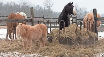  ?? MARK HOFFMAN / MILWAUKEE JOURNAL SENTINEL ?? Rescued horses gather around a hay mound at Amazing Grace Equine Rescue in Elkhart Lake.