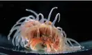  ?? ?? A hermit crab was filmed in an aquarium spending almost two days pushing its anemone into letting go of the old shell and moving to a new shell. Photograph: Akihiro Yoshikawa