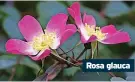  ?? ?? Rosa glauca