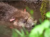  ?? ?? Wildlife abounds in Forestry England’s land, and could be the highlight of your walk.