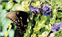  ?? NORMAN WINTER/TRIBUNE NEWS SERVICE ?? This spicebush swallowtai­l feeds on a Superbells Double Blue calibracho­a, which is making its debut this spring.