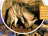  ??  ?? Die maanhaarja­kkals (aardwolf) soek vir termiete in die Namibiese woestyn.