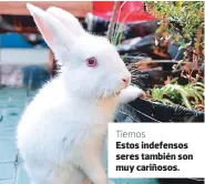  ??  ?? Tiernos Estos indeíensos seses también son muy casióosos.