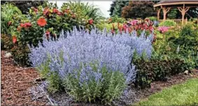  ?? WALTERS GARDENS INC. ?? Denim ’n Lace offers blue flowers with amethyst calyces on stiff 32-inch stems.