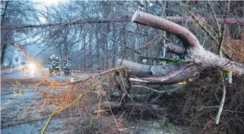  ?? FOTO: DPA ?? Gefährlich­e Arbeit: Mitarbeite­r der Feuerwehr in einem Waldgebiet bei Bad Saulgau.