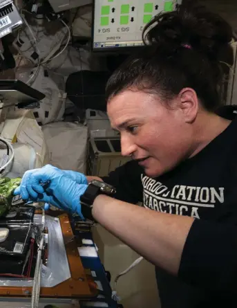  ??  ?? ABOVE
Astronauts on the ISS already grow fresh salad leaves to supplement their diet. Here, Serena AuñónChanc­ellor harvests kale and lettuce for Thanksgivi­ng