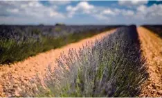  ??  ?? En haut : les stars du musée de Quinson : un troupeau préhistori­que au grand complet...
Au milieu et en bas : Entre Gréoux-les-Bains et Riez, le vilage perché de Valensole domine le plateau éponyme, et ses immenses secteurs de culture du lavandin, qui déploient leurs mauves entre juin et juillet.