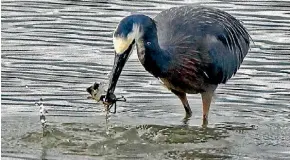  ?? STEVEN WATKINS ?? A white-faced heron.