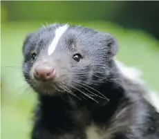  ?? JEFF J. MITCHELL/GETTY IMAGES ?? Striped skunks like this one are common at Grand Canyon National Park. A park biologist is setting up cameras to catch a glimpse of the rarely sited hog-nosed skunk.