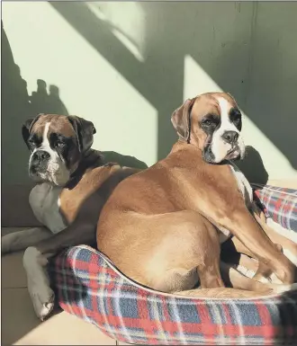  ?? Picture by Tracey Devenish ?? TOP DOGS Ethel and Olive, left, catching the waning warmth of the sun. This photo was declared the One Summer’s Day winner