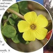  ??  ?? star of the show: The Bermuda Buttercup, and, right, lavender amid the ubiquitous olive trees