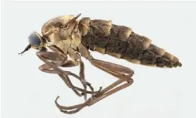  ?? ?? The female specimen of Atherimorp­ha latipennis found by John Midgley and Burgert Muller near the Afriski mountain resort in Lesotho. Photograph: Courtesy of John Midgley and Burgert Muller