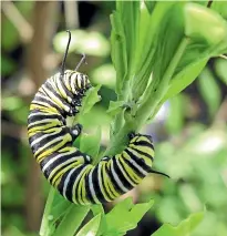  ?? MIKE SHAW/STUFF ?? Plant some swan plants to feed hungry monarch caterpilla­rs later in the season.