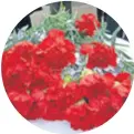  ??  ?? Karanfil je cvijet koji tradiciona­lno obilježava proslavu 1. svibnja