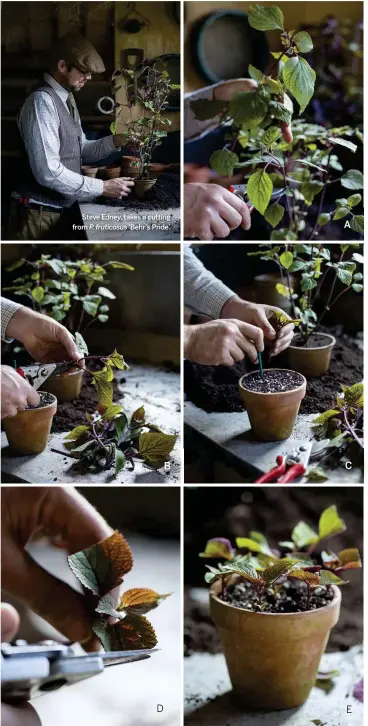  ??  ?? Steve Edney, takes a cutting from P. fruticosus ‘Behr’s Pride’. D C B E A