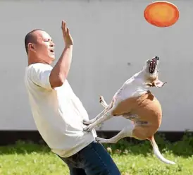  ??  ?? GOODCATCH Trainer Chardy Ang plays frisbee with Kimchi (above). Champion Dog poses with one of her trophies (right).