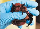  ?? RYAN HOLT PHOTO ?? A female big brown bat (Eptesicus fuscus). The second-largest bat in Ontario, big brown bats weigh from 10 to 21 grams with a wingspan of 32 to 35 centimetre­s.