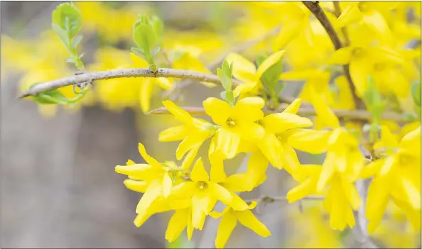  ?? — FOTOLIA FILES ?? Wait until the post-flowering period to trim, thin and shape your spring flowers, says gardening guru Helen Chesnut.