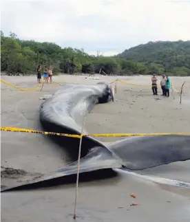  ?? CORTESÍA ADAM YANEY-KELLER ?? Según expertos, se trata de una ballena azul. Sus restos fueron en terrados en la misma playa donde encalló.