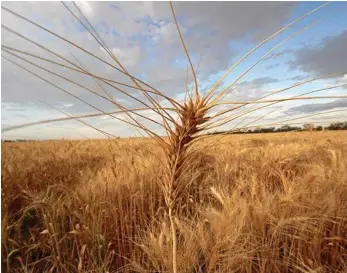  ?? PHOTO: PETER CARRUTHERS ?? PLANTING SEASON: It's not too late to plant your winter crops, according to Paul McIntosh.